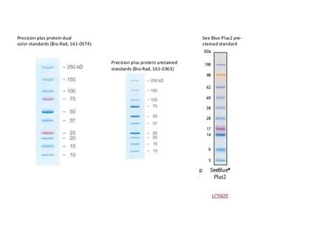 Bio Rad Protein Ladder Precision Plus