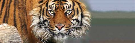 Sumatran Tiger - Animal Facts and Information