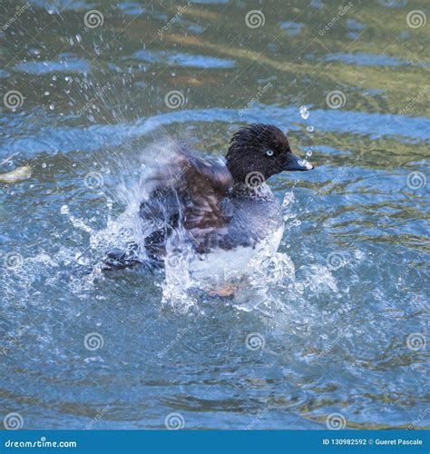 Common Goldeneye, duck stock photo. Image of animal - 130982592