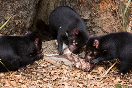 Tasmanian Devil Facts | Australian Marsupials | Endangered Animals