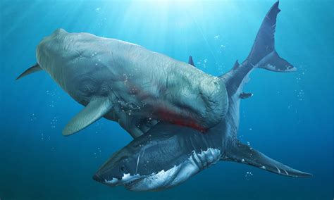 Livyatan Vs Megalodon: Who Would Win in a Fight of Two Ancient Sea Giants? - A-Z Animals