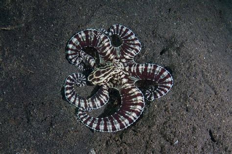 7 Fun Facts About The Majestic Mimic Octopus! - OctoNation - The ...