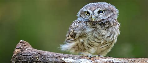 Critically Endangered Forest Owlet: Under Threat from Habitat Loss | TERI