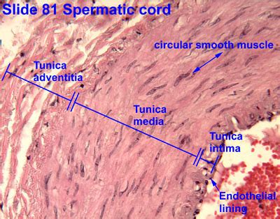 Cardiovascular