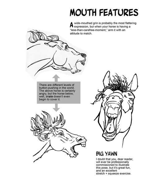 Basic Anatomy - How to Draw Horses