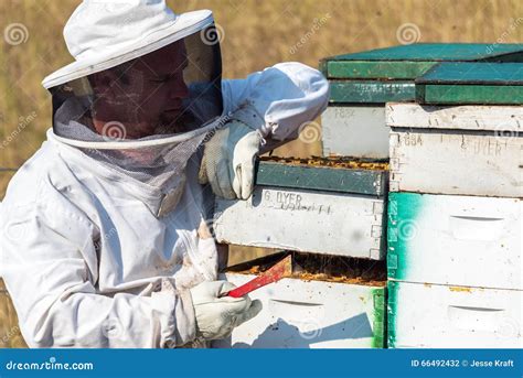 Beekeeper Opening a Hive editorial photography. Image of nature - 66492432