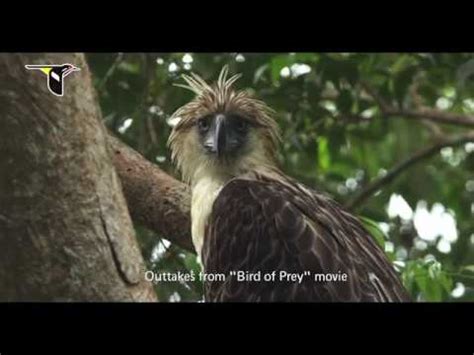 Philippine Eagle: Adaptations for Hunting - YouTube