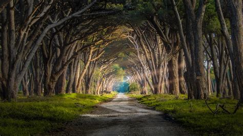 forest, Sun Rays, Grass, Trees, Road, Italy, Nature, Landscape ...