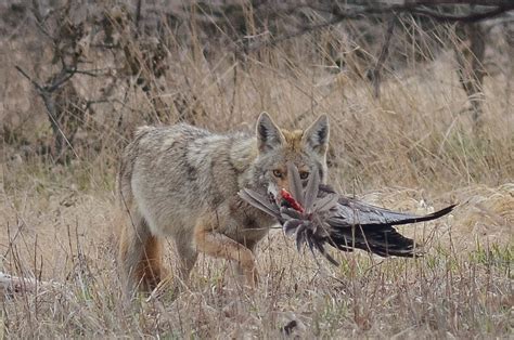 coyote predator on the prairie | thomassylthe | Flickr