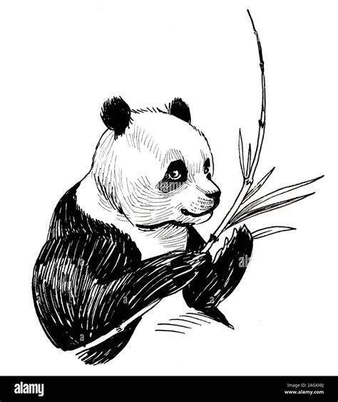 Panda eating bamboo Cut Out Stock Images & Pictures - Alamy