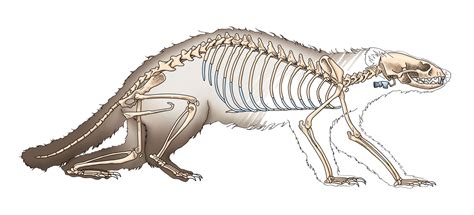 Ferret bone structure | Dragon design, Ferret, Bones