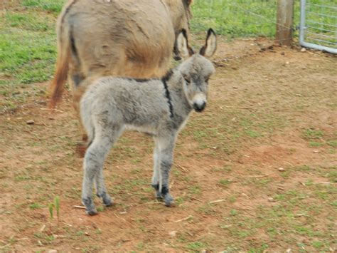 Hand Raising a Miniature Donkey Foal