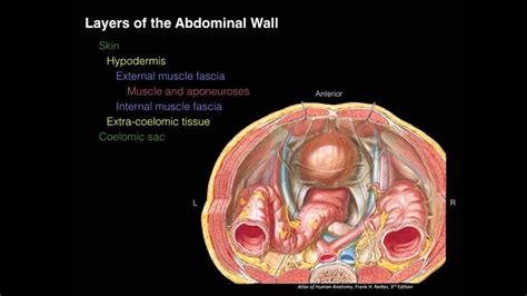 Abdominal Wall Anatomy Layers Layers Of The Abdominal Wall X Section | Porn Sex Picture