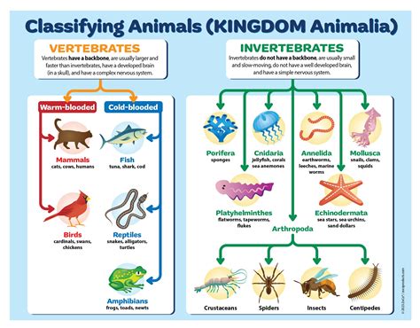 Buy ZOCO - Animal Kingdom Classification - Laminated 17 x 22 in. - Animal Kingdom Chart ...