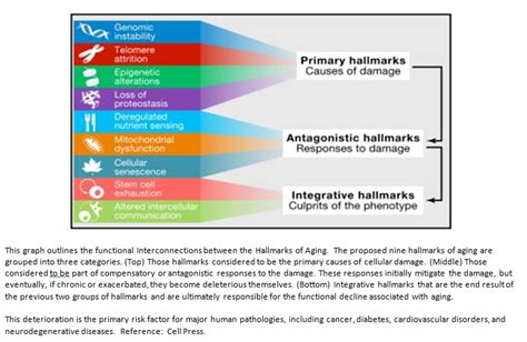 Hallmarks of Aging – Why Cell Health Is Everything « Stem Cell Worx News