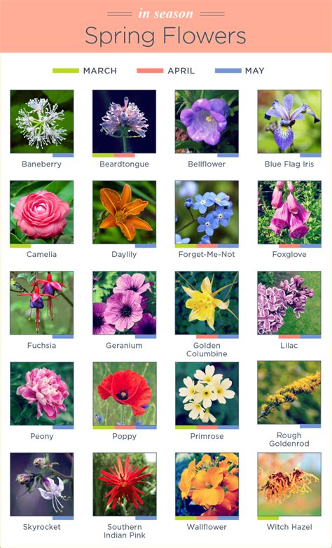 Spring Flowers Names in 2020 | Spring flowers names, Spring season ...