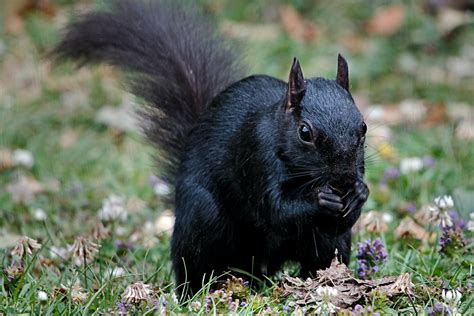 Black Squirrel | Airwolfhound | Flickr