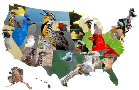 Map of State Birds [OC] [1513x983] : r/MapPorn