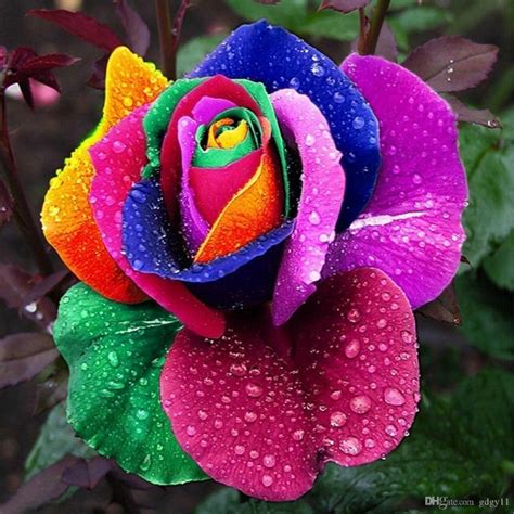 Rainbow Rose Seeds - Price €2.50