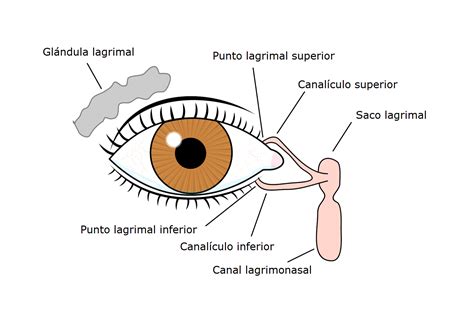 patrulla derrocamiento Insistir cual es el lagrimal del ojo Musgo módulo Pedir prestado