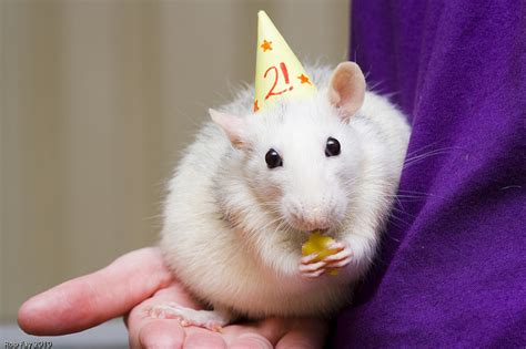 Birthday Rat Blank Template - Imgflip