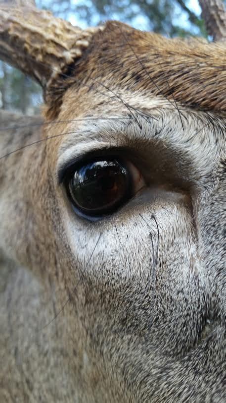 Image result for deer eye close up | Deer eyes, Taxidermy eyes, Deer ...