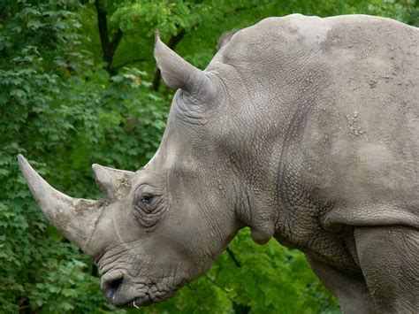 gray rhino free image | Peakpx