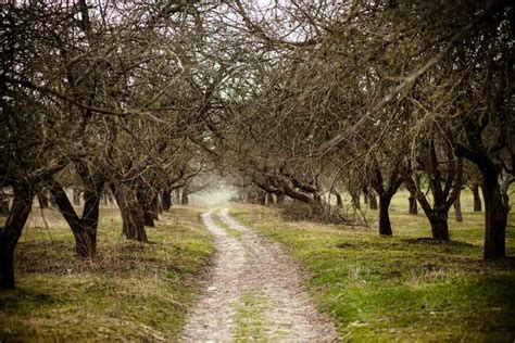 Reviving Your Orchard: A Guide to Pruning Old Apple Trees - Minneopa Orchards