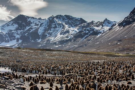 King Penguin Creche Within Breeding Colony, South Georgia Photograph by ...