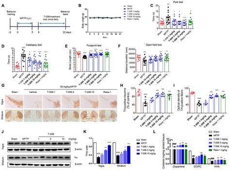 Neuroprotective and neurogenic effects of novel tetramethylpyrazine derivative T-006 in ...