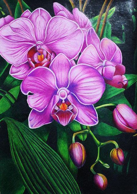 7 Best Orchid drawings images in 2020 | Orchid drawing, Flower painting ...