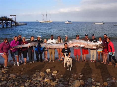 18-foot, serpent-like sea creature found off California - CBS News