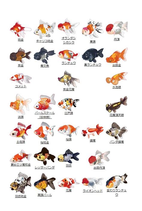 Fish Compatible With Goldfish Chart