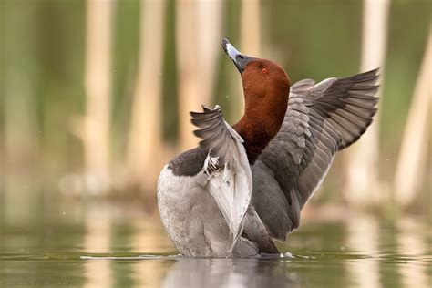 Common pochard