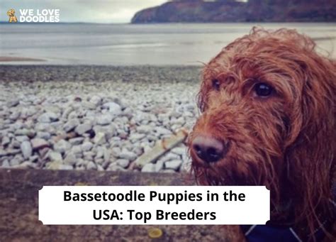 Bassetoodle Puppies in the United States: Top 2 Breeders!