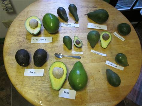 Know Your Avocado Varieties And When They're In Season - Food Republic