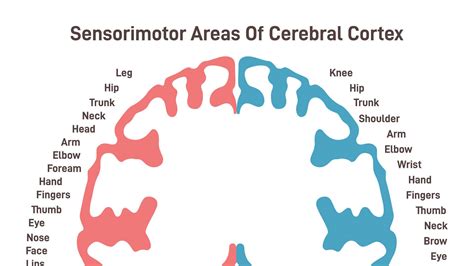 Motor Cortex: Function and Location