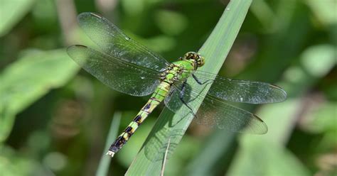 Green Darner Dragonfly - Learn About Nature