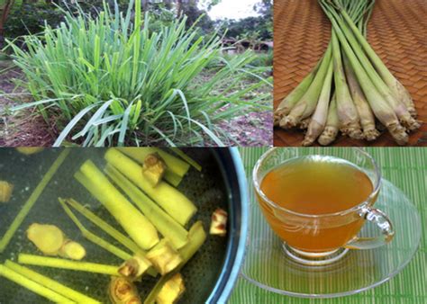 10 Terrific Benefits of Lemon Grass (Tanglad) - Page 2 of 4 - Balitang ...