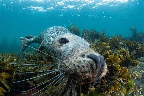 What Are the Different Types of Seals and How Can You Tell the ...