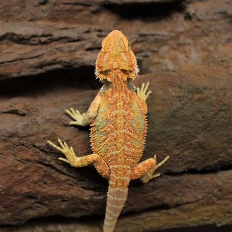 Species Profile - Bearded Dragon, Pogona vitticeps | Evolution Reptiles