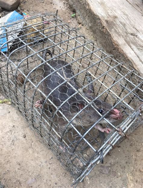 Cane Rat Caught With Trap - Food - Nigeria