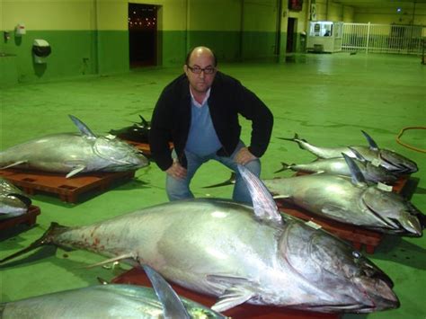 THUNNUS THYNNUS products,Spain THUNNUS THYNNUS supplier