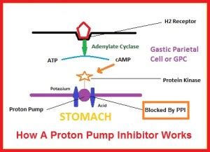 proton pump inhibitors | Food Talk 4 You