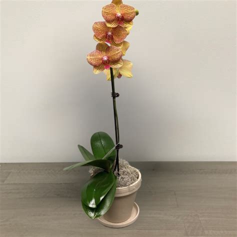 SINGLE ORCHID – Nunan Florist and Greenhouses