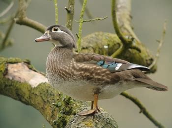 Wood Duck Habitat: Lesson for Kids | Study.com