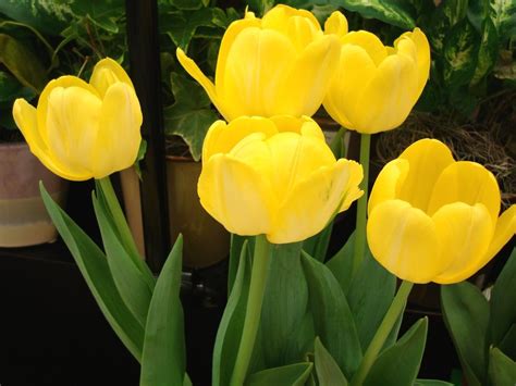 COOL WALLPAPERS: yellow tulips