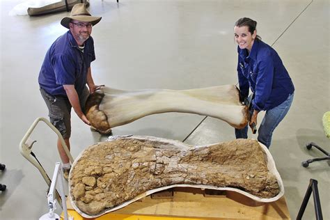 Australia’s largest dinosaur, nicknamed ‘Cooper,’ belongs to a newly discovered species, experts ...