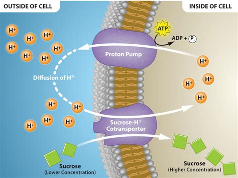 5.3 Active Transport – Biology 2e for Biol 111 and Biol 112