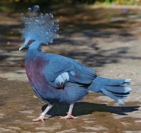 Birds of the World: Victoria crowned pigeon